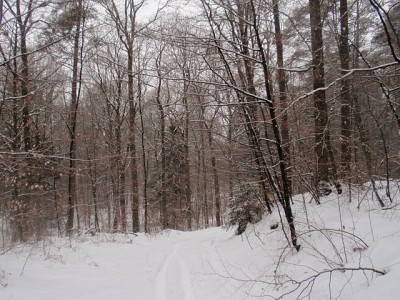 bois de Saint Léger